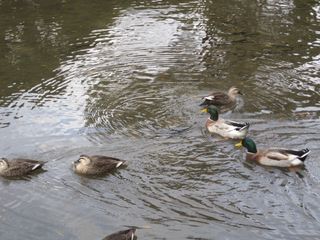 IMG_0577