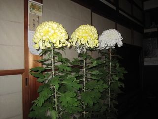 IMG_0540
