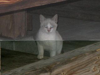 IMG_4084